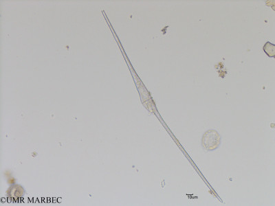 phyto/Bizerte/bizerte_bay/RISCO November 2015/Tripos fusus (Baie_T5-C2-Tripos fusus-0).tif(copy)_thumb.jpg